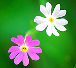 写真　高原の花二輪