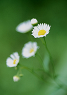 �ʐ^�@��ɍ炭��