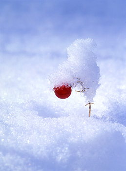 red berry 北海道　赤い実