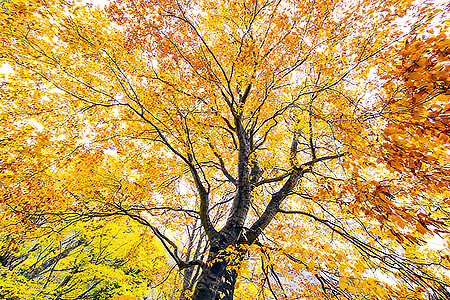 Autumn 紅葉 空を見上げて