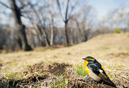 spring 春 サクラソウ